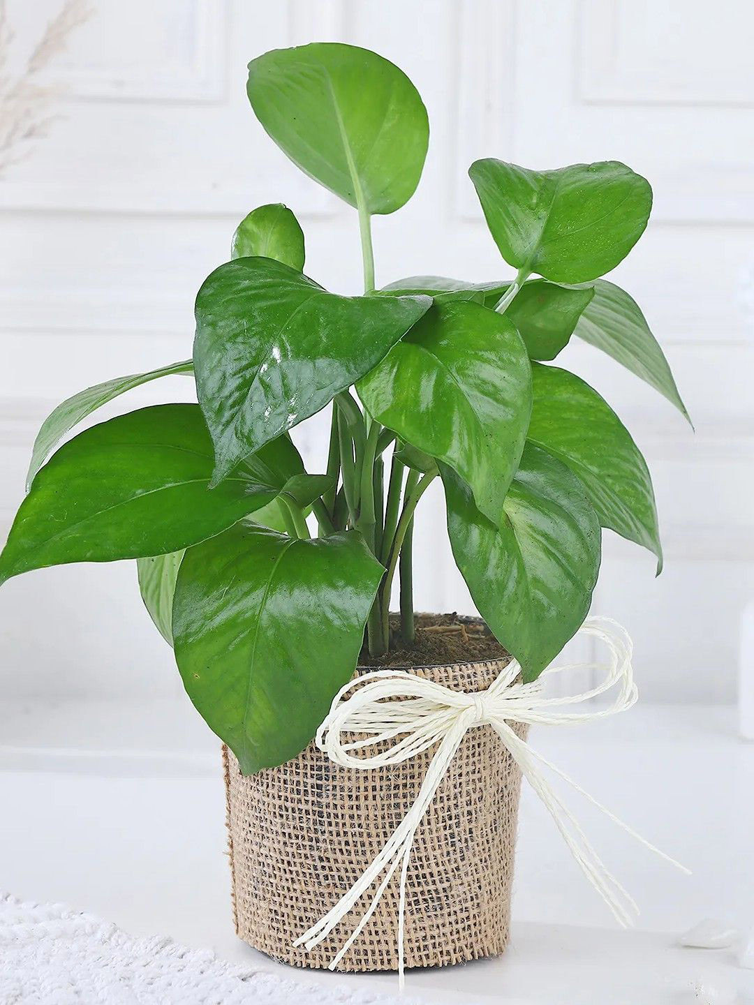 fnp Green Money Plant Foliage Elegance With Pot