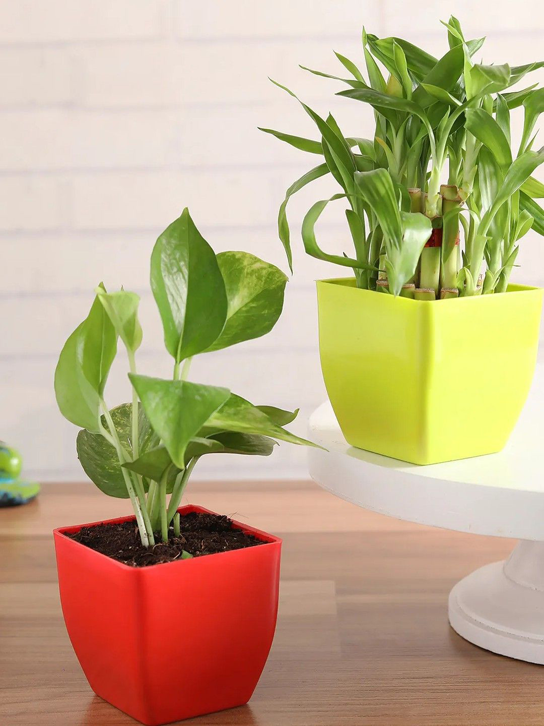 fnp Green Indoor Bamboo & Money Plant with Pot