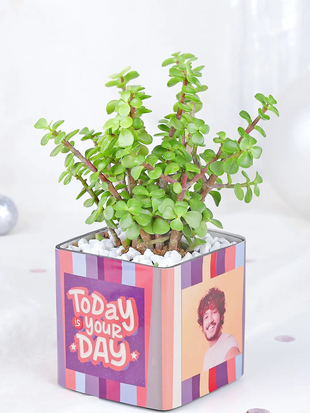 fnp Green & Blue Jade Plant With Pot