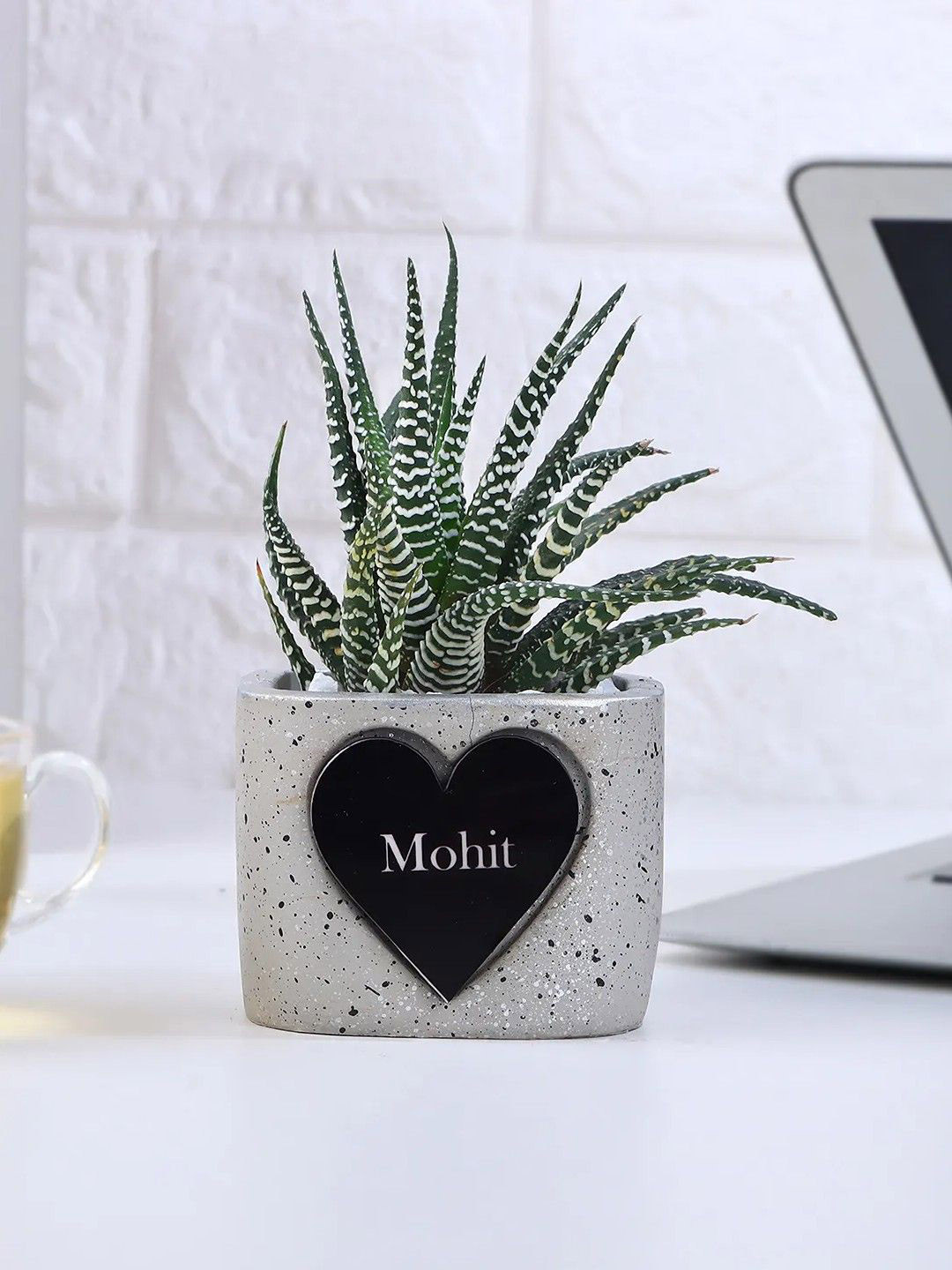 fnp Indoor Bliss Haworthia Plant With Pot -4 Inches