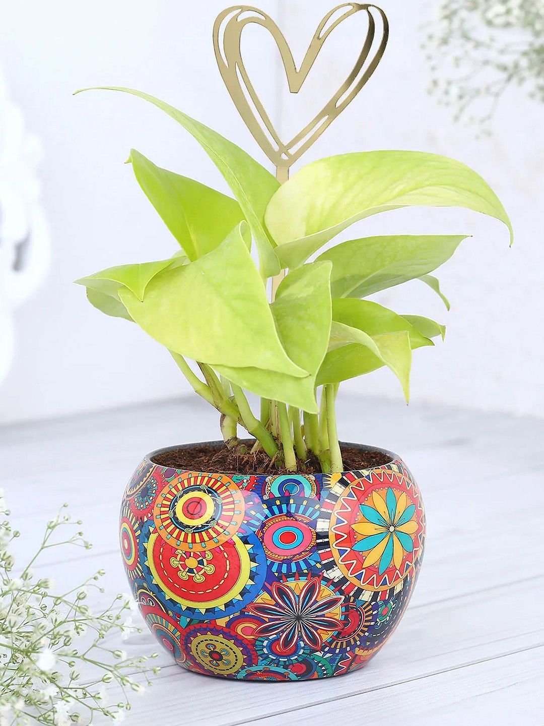 fnp Green & Blue Indoor Money Plant with Pot
