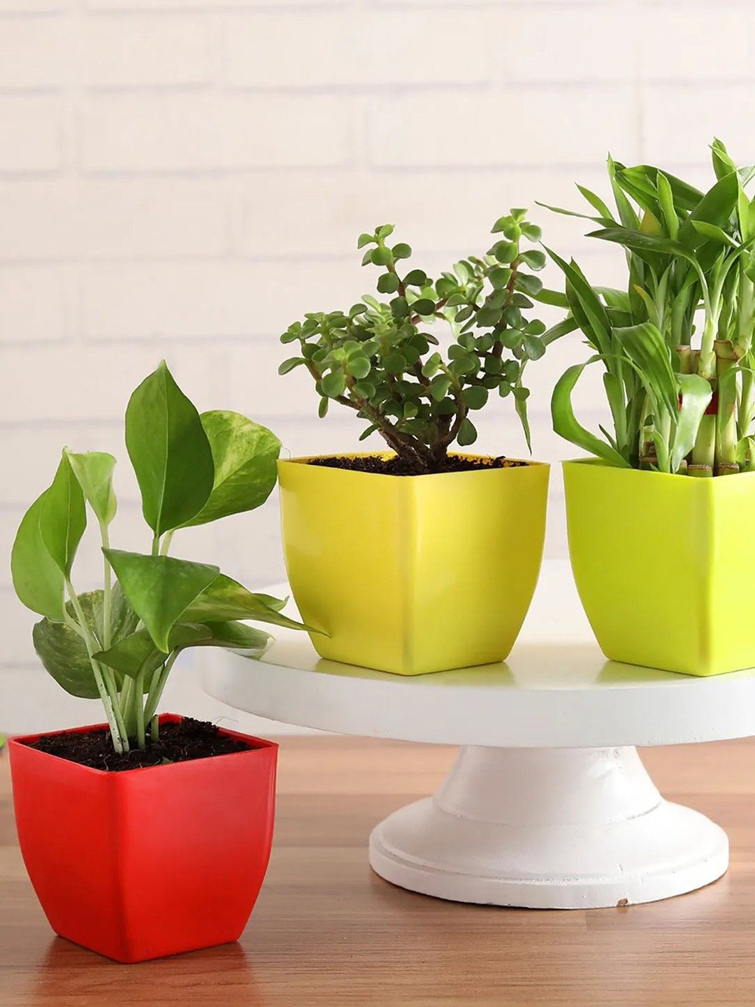 fnp Green 3 Pieces Two Layer Bamboo With Money Plant And Jade Plant With Pots