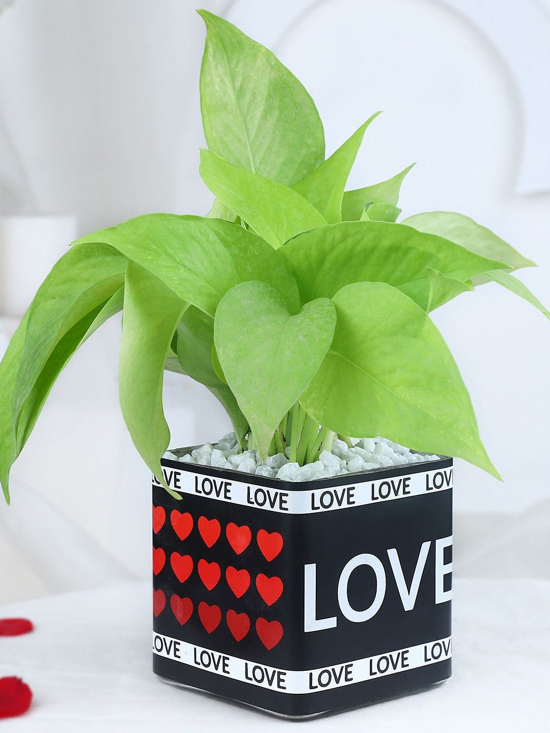 fnp Green & Black Money Plant With Pot