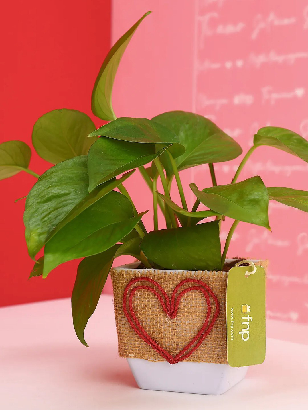 fnp Green Indoor Money Plant with Pot