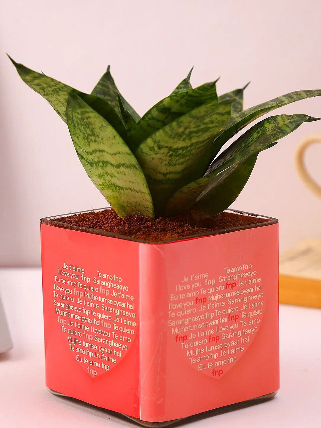 fnp Indoor Green Sansevieria Plant With Pot-5 Inch