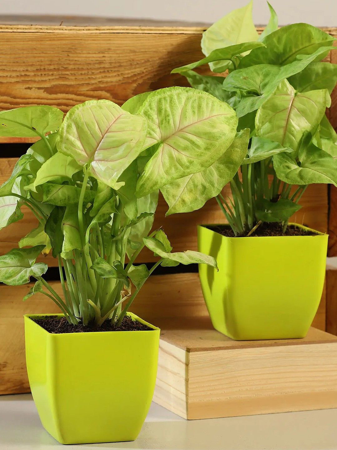 fnp Green 2 Pcs Syngonium Plant With Plastic Pot