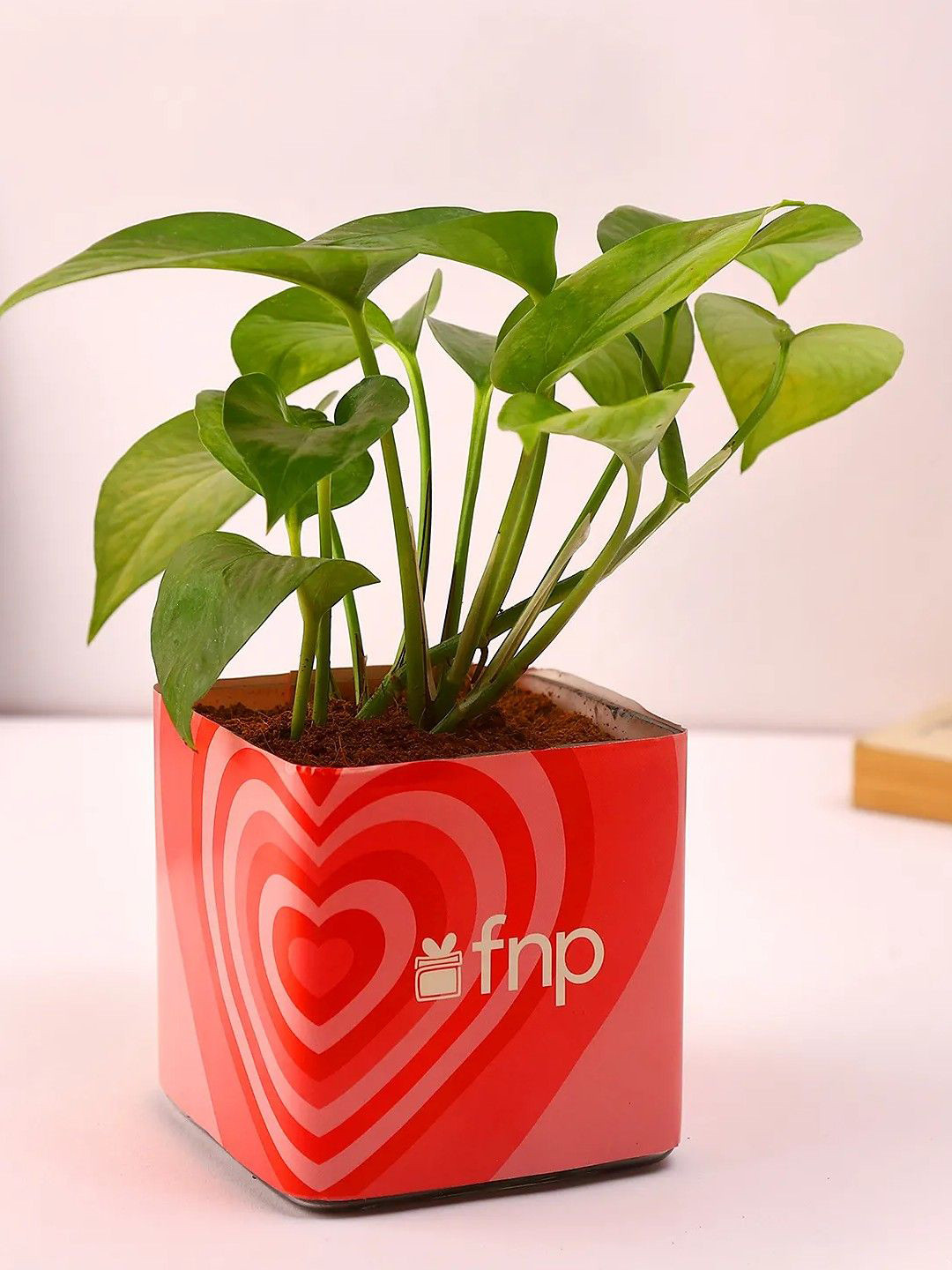 fnp Green & Pink Indoor Money Plant with Pot