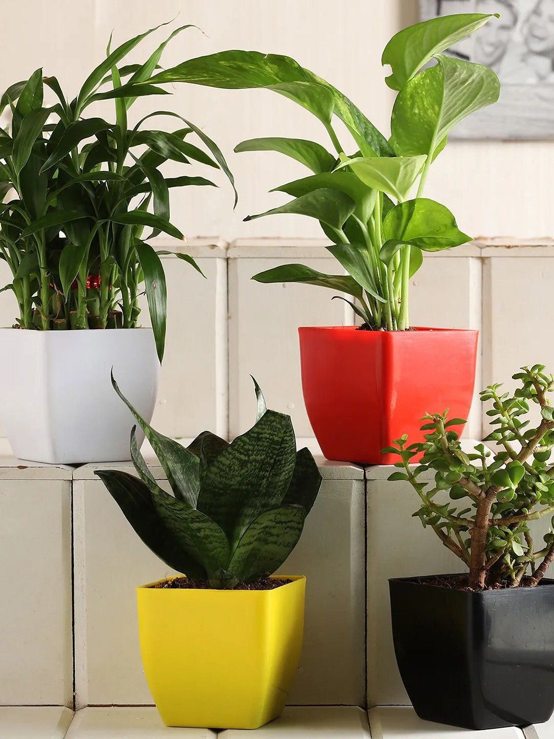 fnp Green & Yellow 4 Piece Indoor Jade Sansevieria Bamboo Money Plant Set With Pot