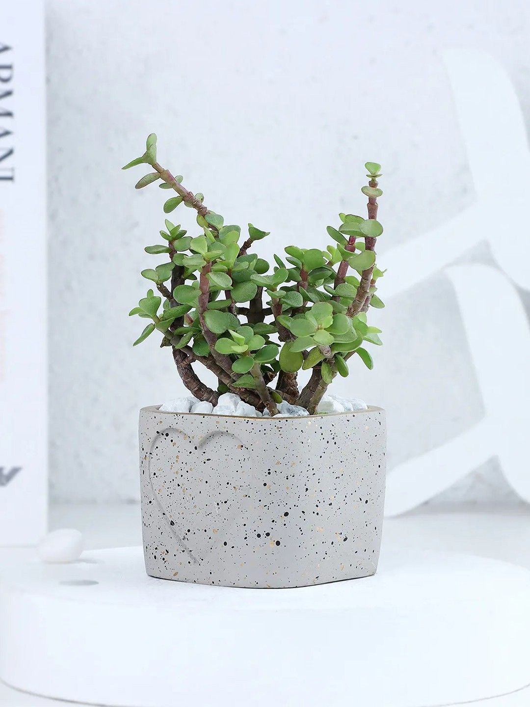 fnp Indoor Jade Plant With Pot