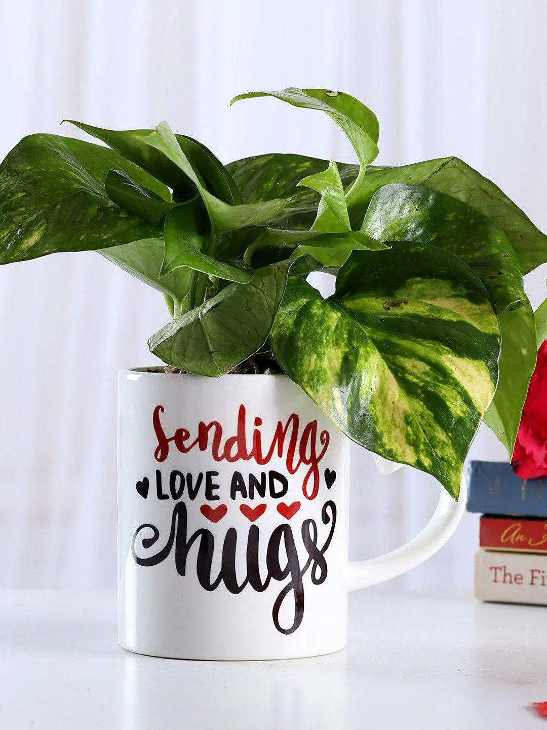 fnp Green & White Money Plant With Pot