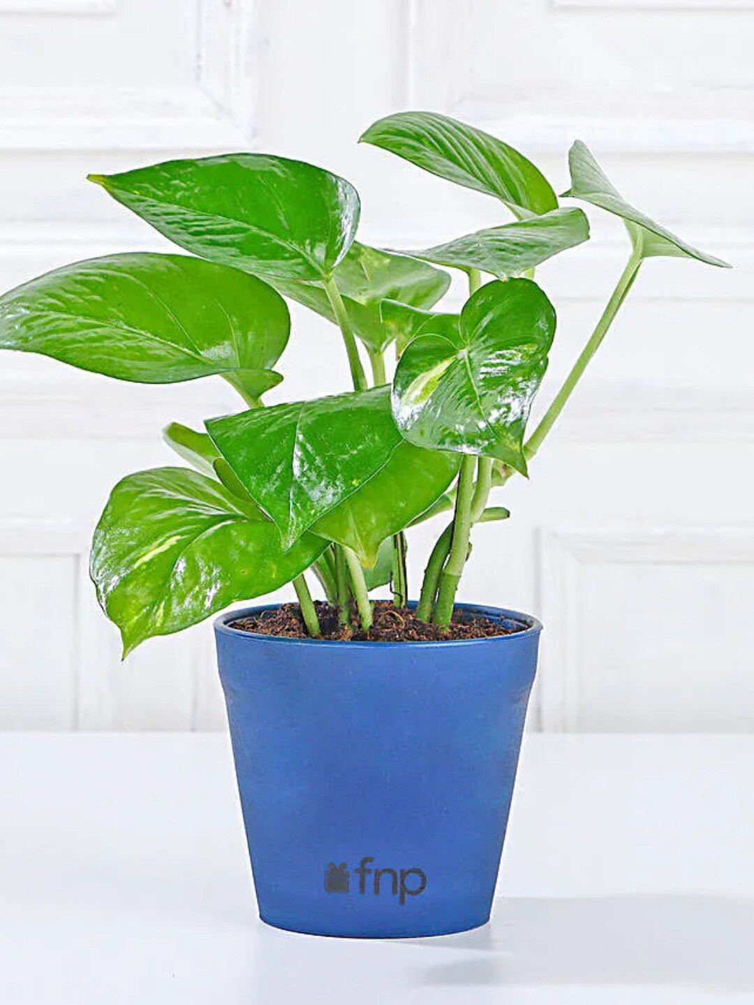 fnp Green & Blue Serenity Money Plant With Pot