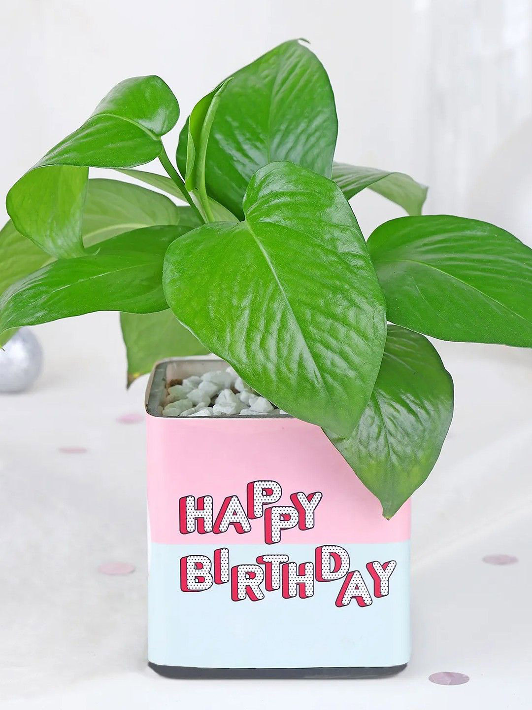 fnp Green Money Plant With Pot 5 inches