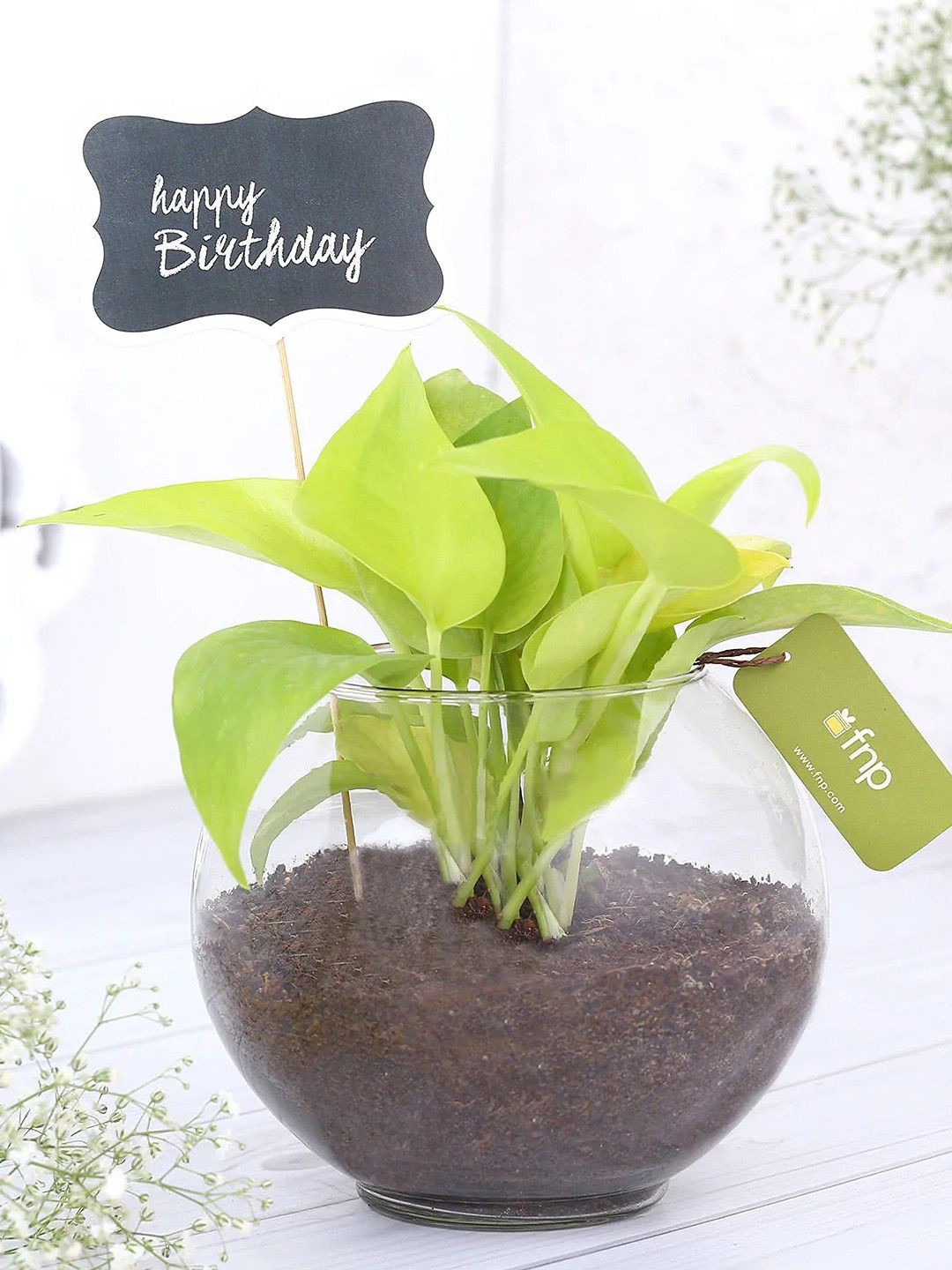 fnp Terrarium Money Plant With Pot For Birthday Wishes -5 Inches