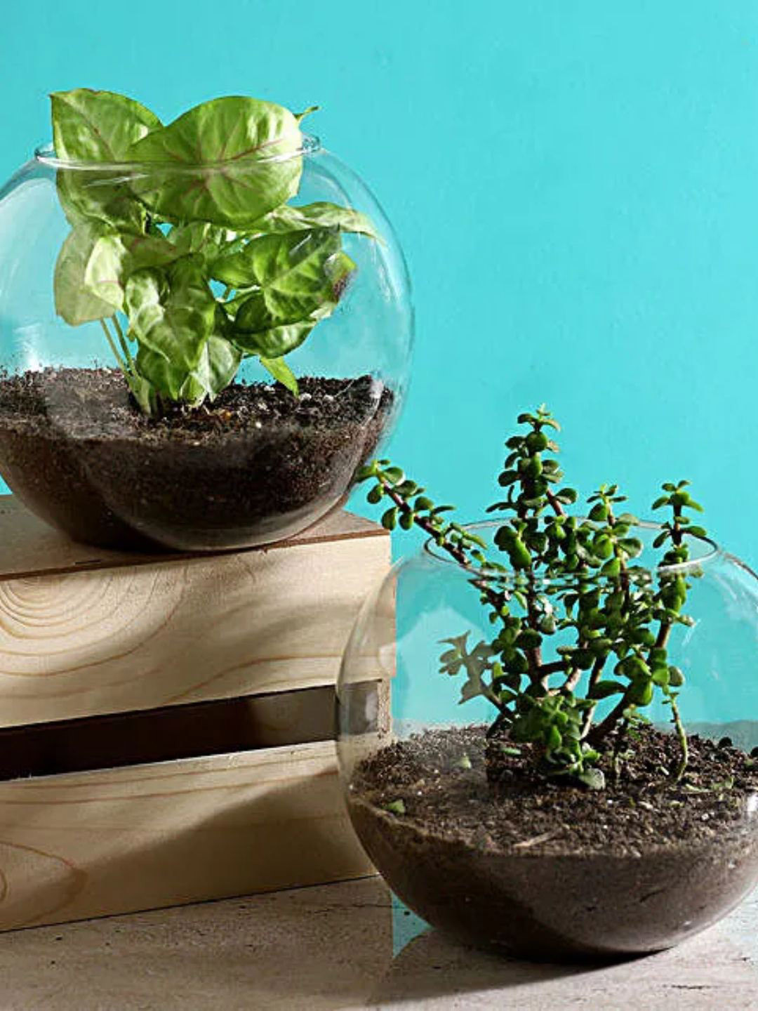 fnp Green 2 Pieces Jade & Syngonium Plants With Glass Vase