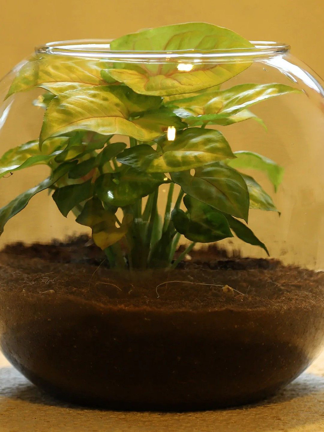 fnp Indoor Green Syngonium Plant With Vase