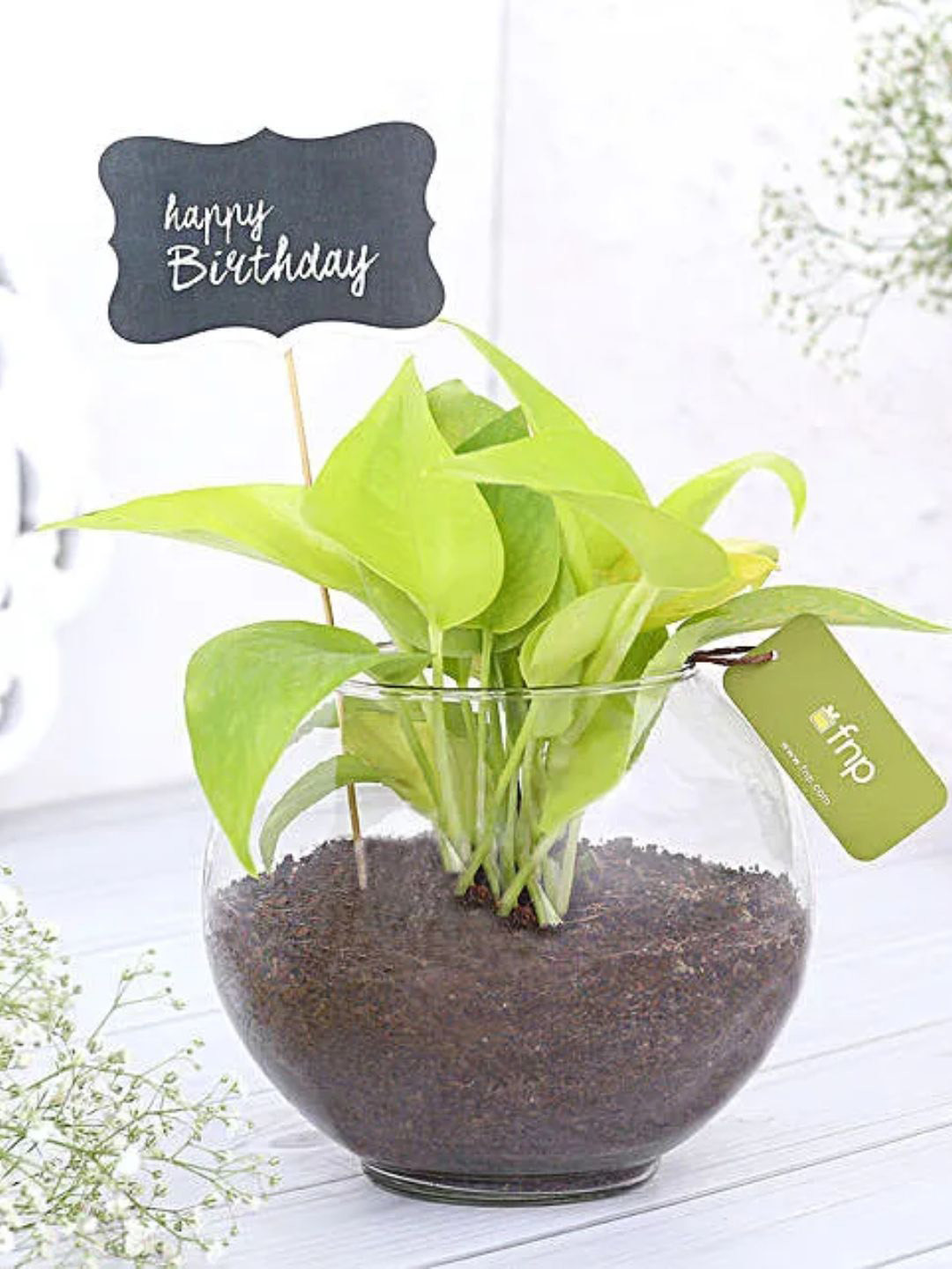 fnp Green Money Plant With Pot 5 inches