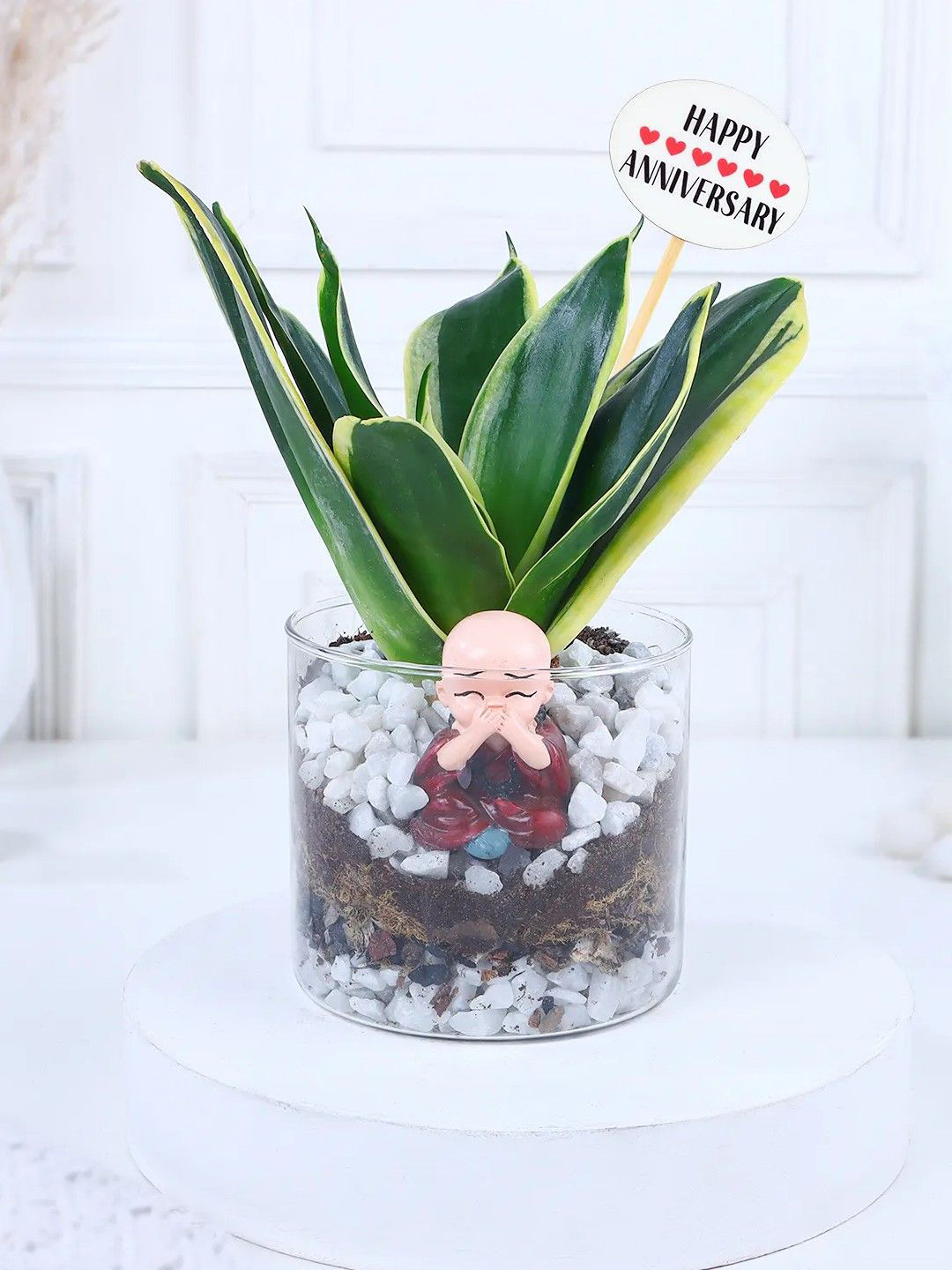 fnp Green Sansevieria Plant With Pot