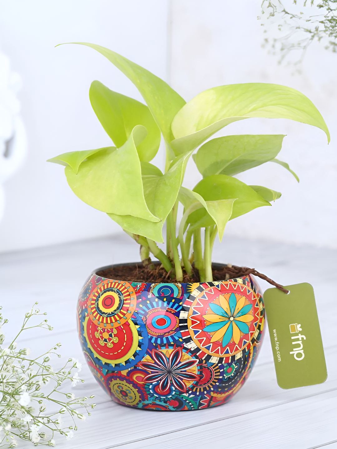 fnp Green & Blue Money Plant With Printed Pot- 5 Inch
