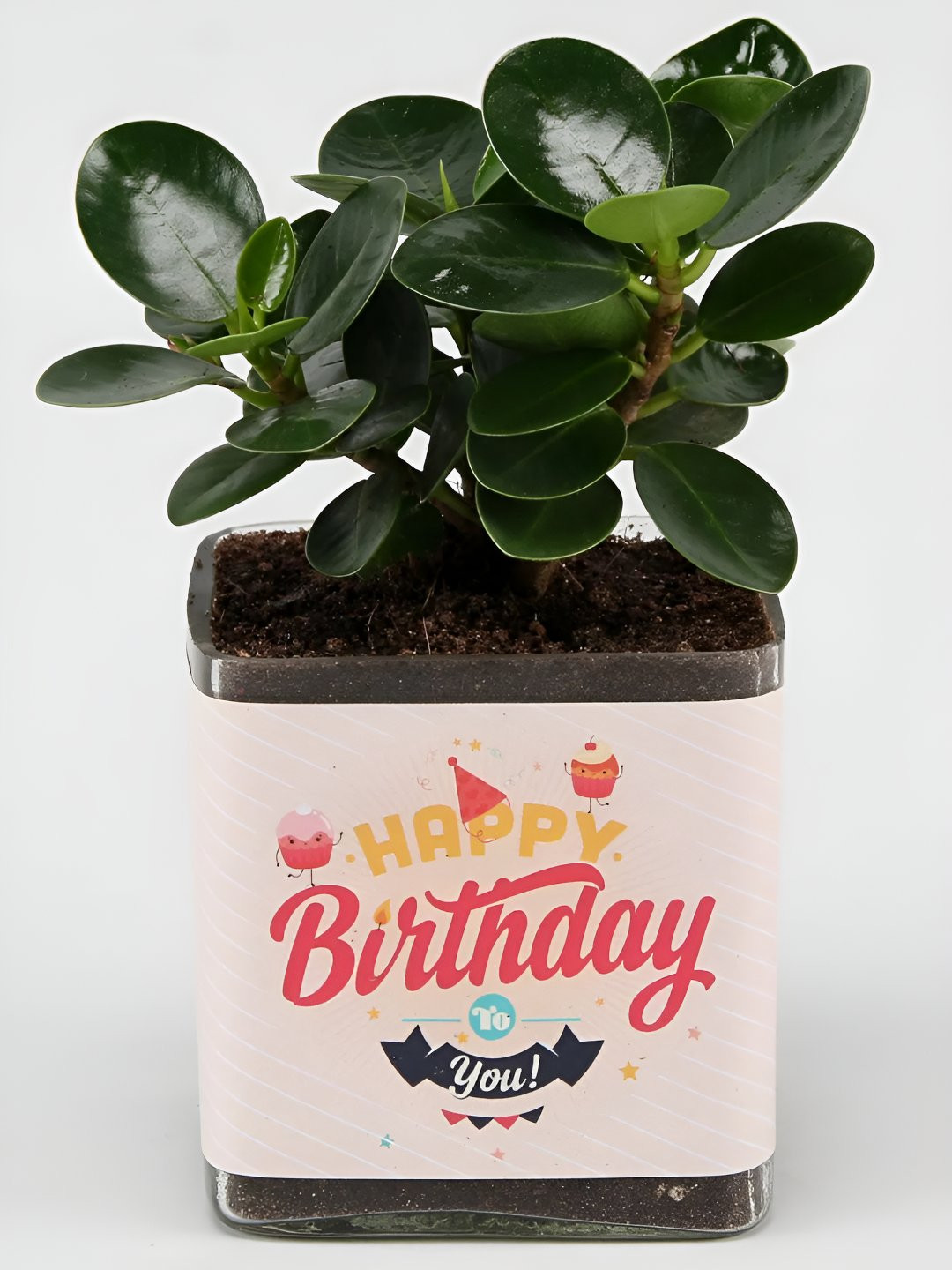 fnp Green & White Ficus Compacta Plant With Vase- 3 Inch