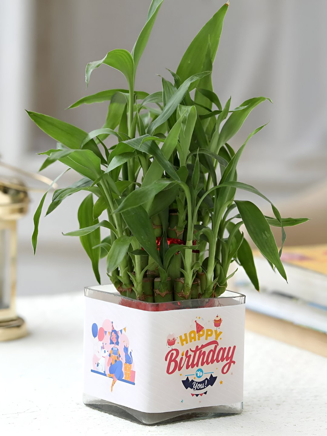 fnp Green & White Indoor Bamboo Plant With Vase- 5 inches