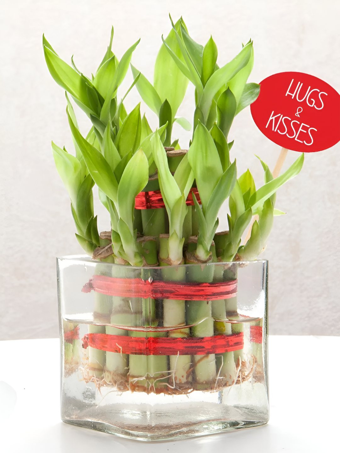 fnp Green & Transparent Indoor Jade Plant With Vase 4 Inch