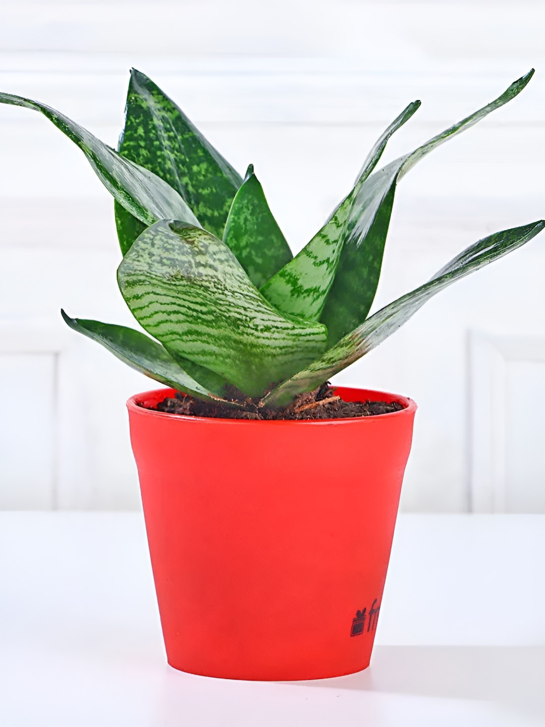 fnp Green & Red Indoor Sansevieria Plant With Pot 5 Inch