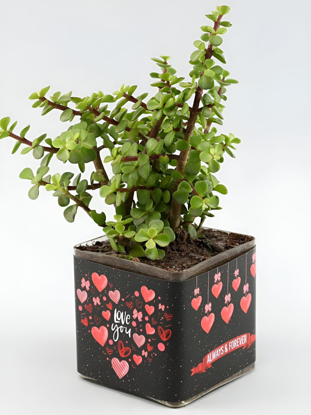 fnp Green & Black Jade Plant With Glass Vase-5 Inch