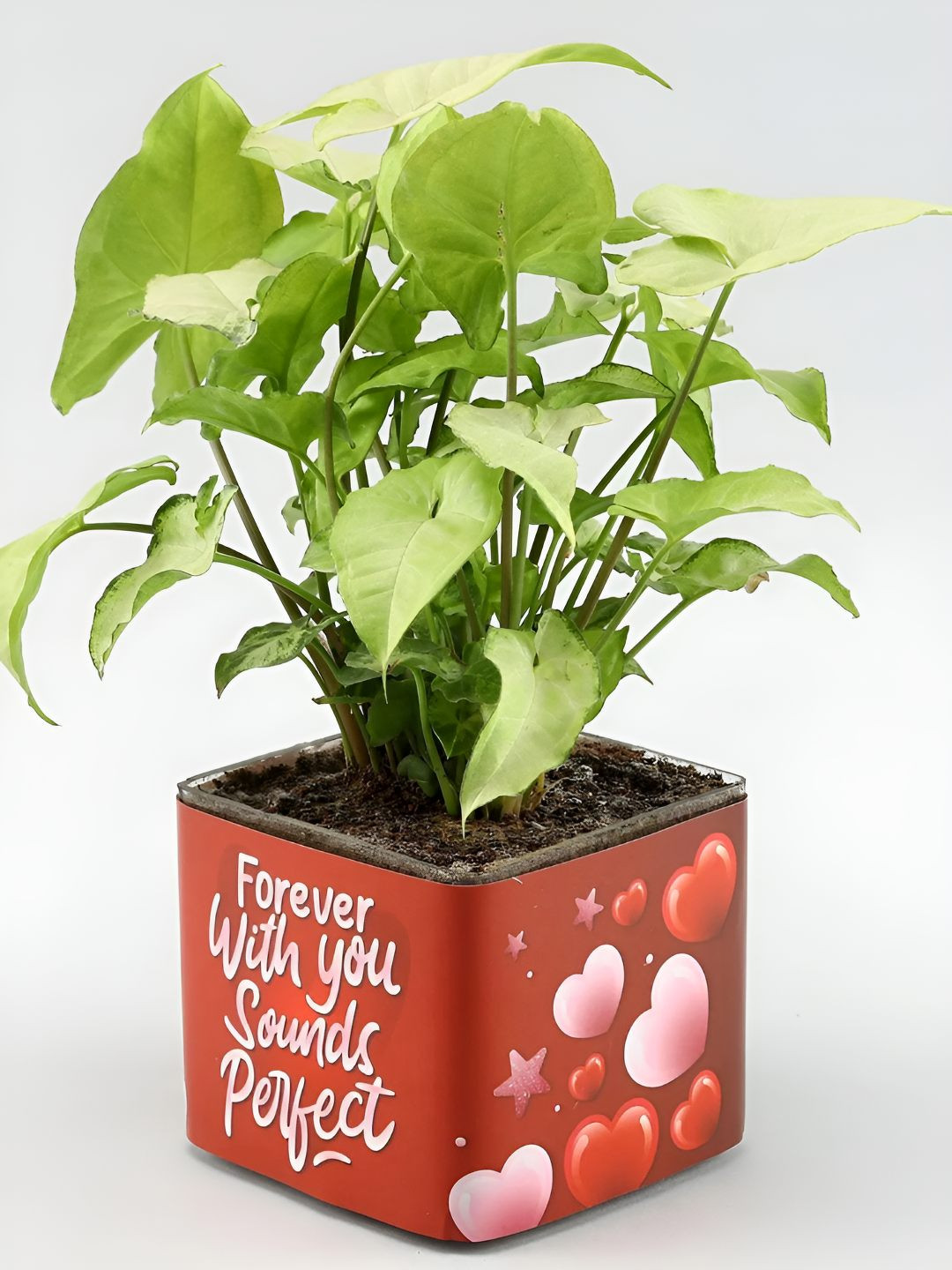 fnp Green & Red Syngonium Plant With Pot - 5 inches