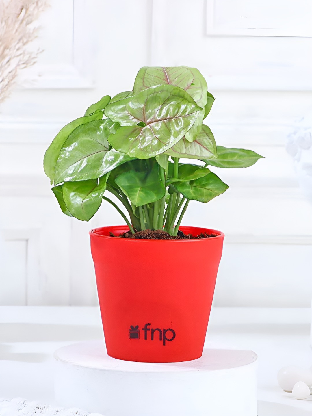 fnp Green & Red Indoor Syngonium Live Plant with Pot- 5 inches