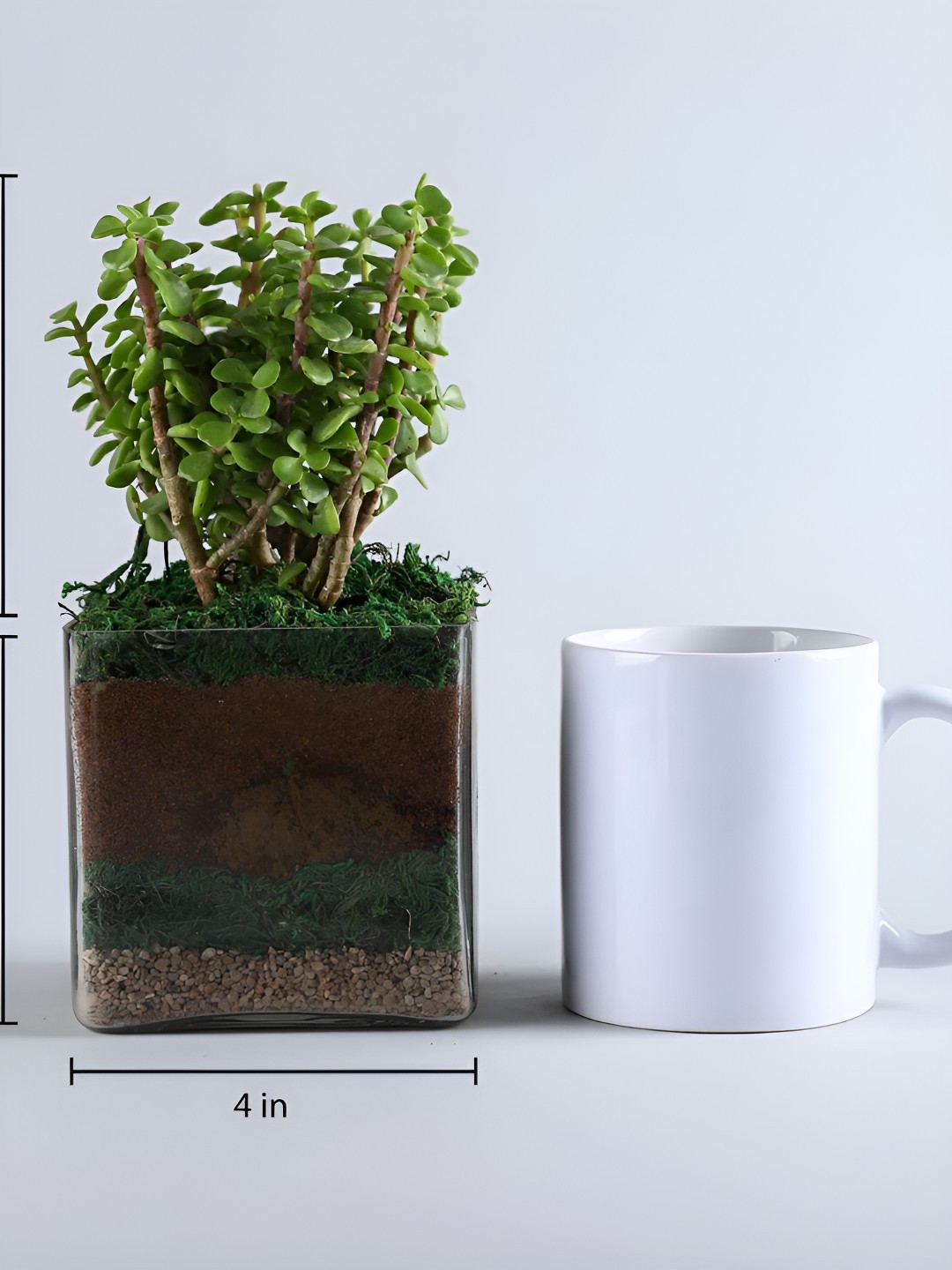 fnp Green Jade Plant With Glass-5 Inches