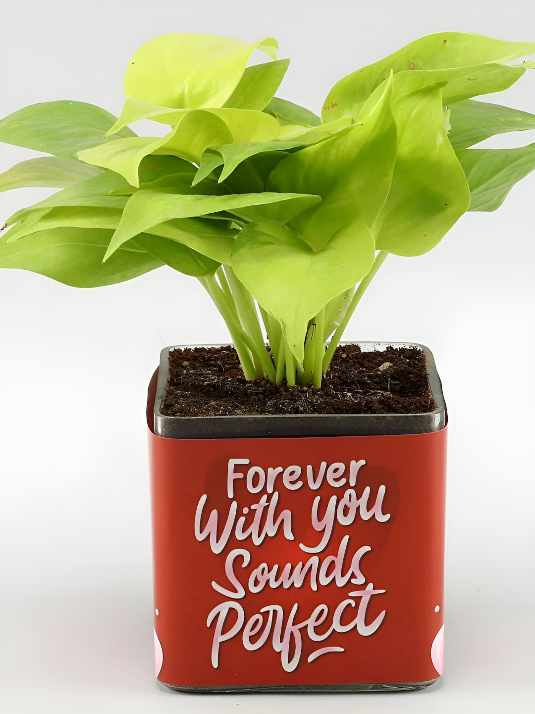 fnp Green & Red Indoor Monet Plant With Sticker Vase - 5 inches