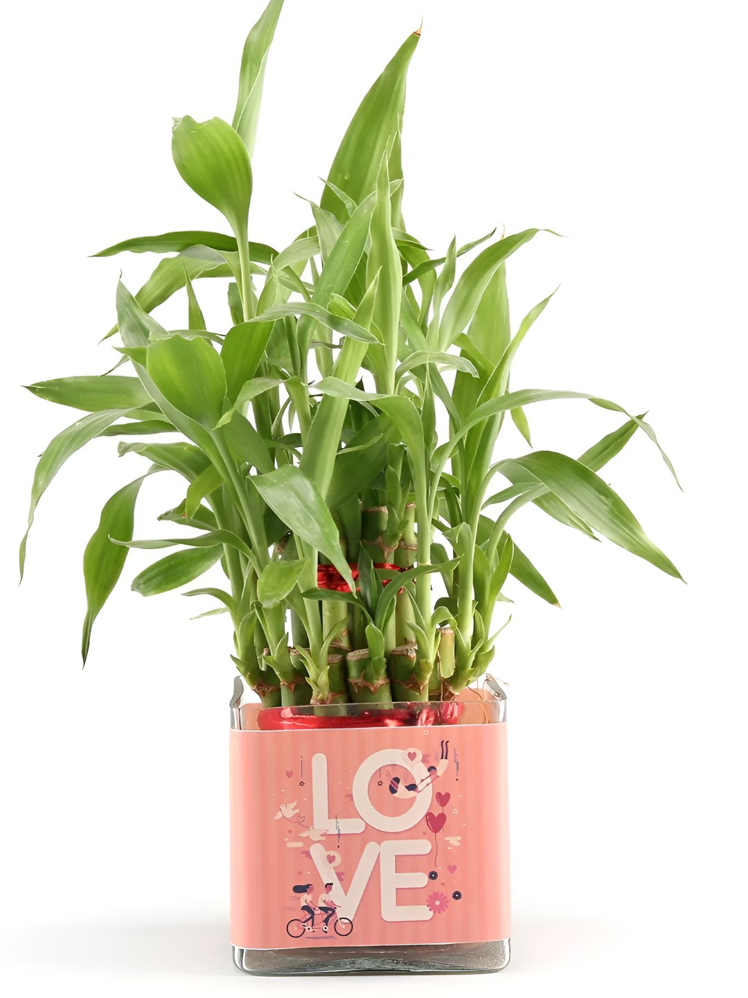 fnp Green & Pink Indoor Bamboo Plant With Pot- 3 inches