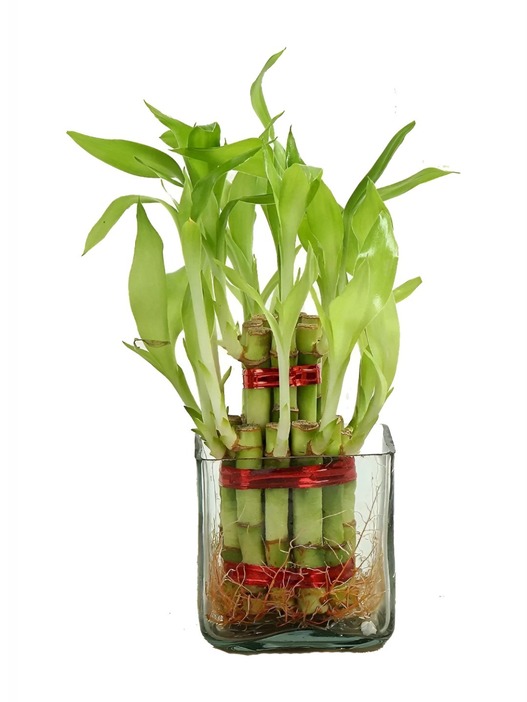 fnp Green & Transparent Indoor Bamboo Plant With Pot-5 Inches