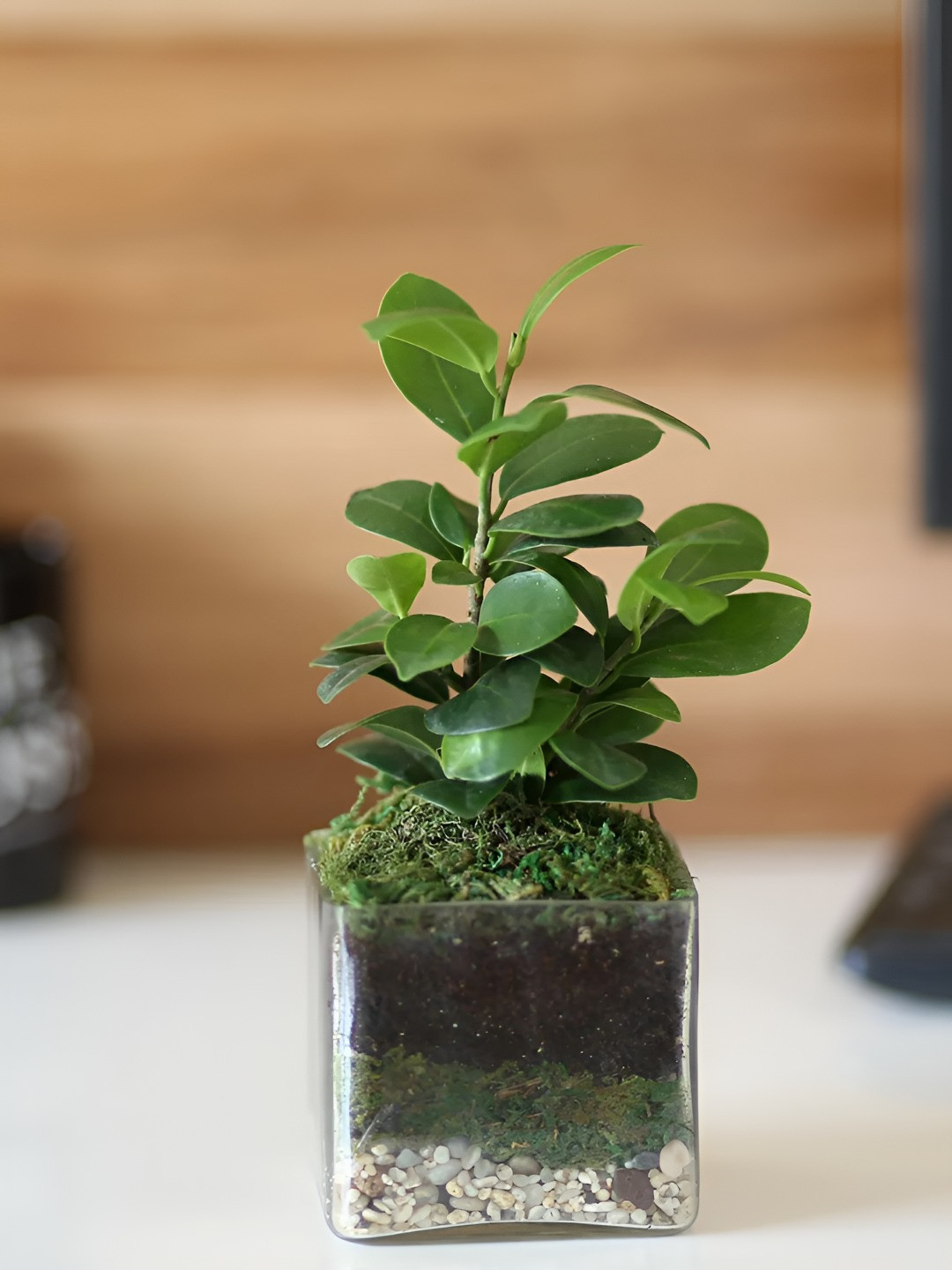 fnp Green & Transparent Indoor Bonsai Plant With Pot 3 Inch