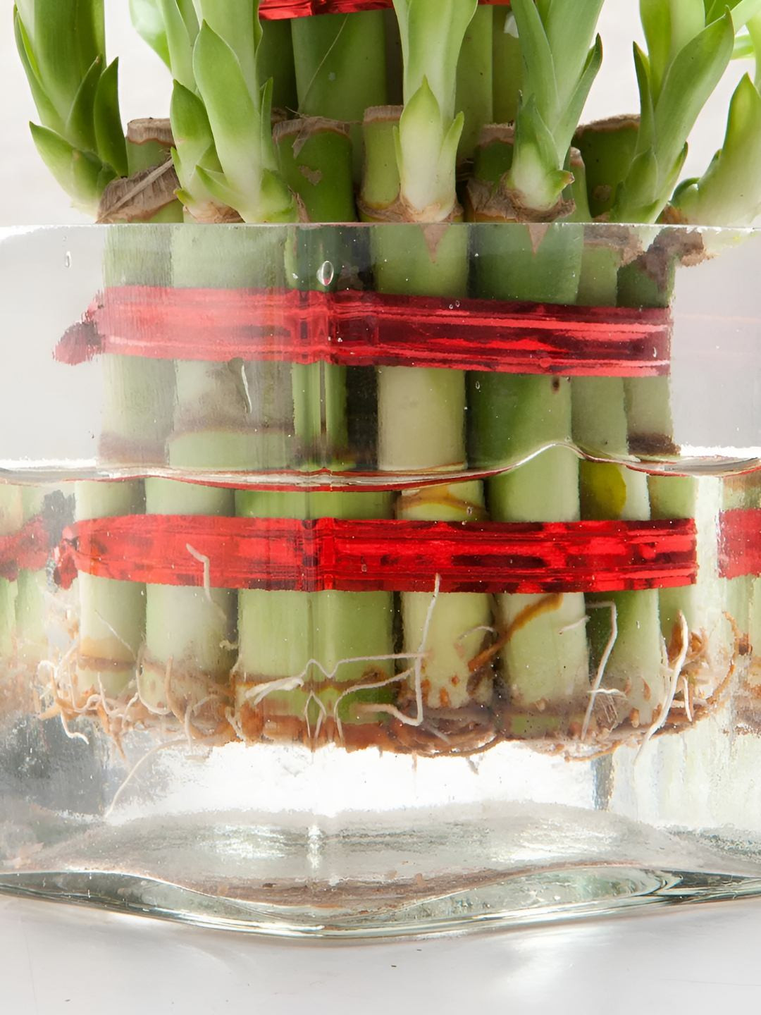 fnp 2 Layer Bamboo Plant With Glass Pot 5 Inch