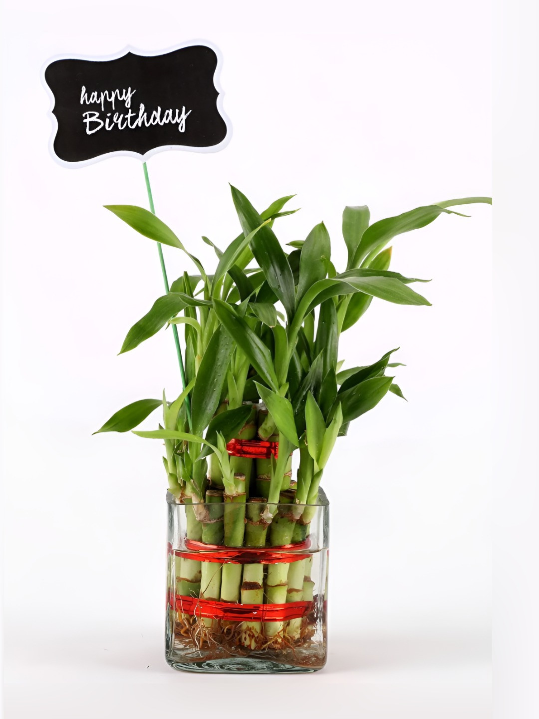 fnp Green 2 Layer Bamboo Plants With Vase-5 Inch