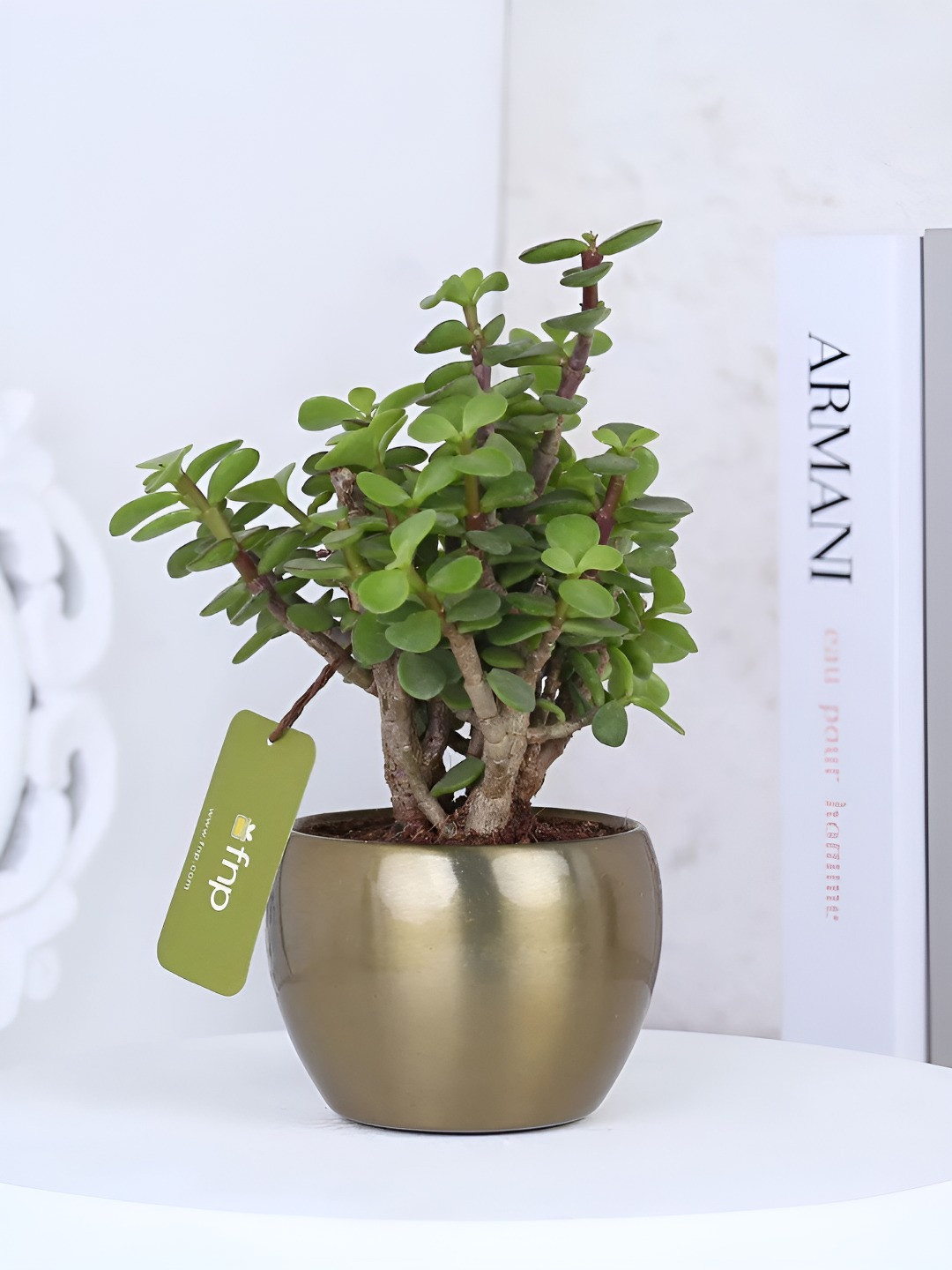 fnp Green & Gold Toned Indoor Jade Plant With Pot