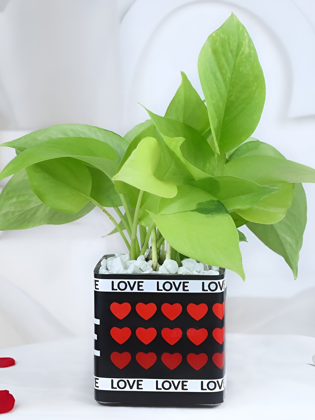 fnp Green & Red Money Plant With Pot- 5 inch