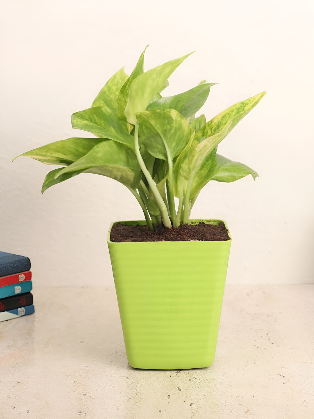 fnp Green & Brown Money Plant With Pot 5 Inch