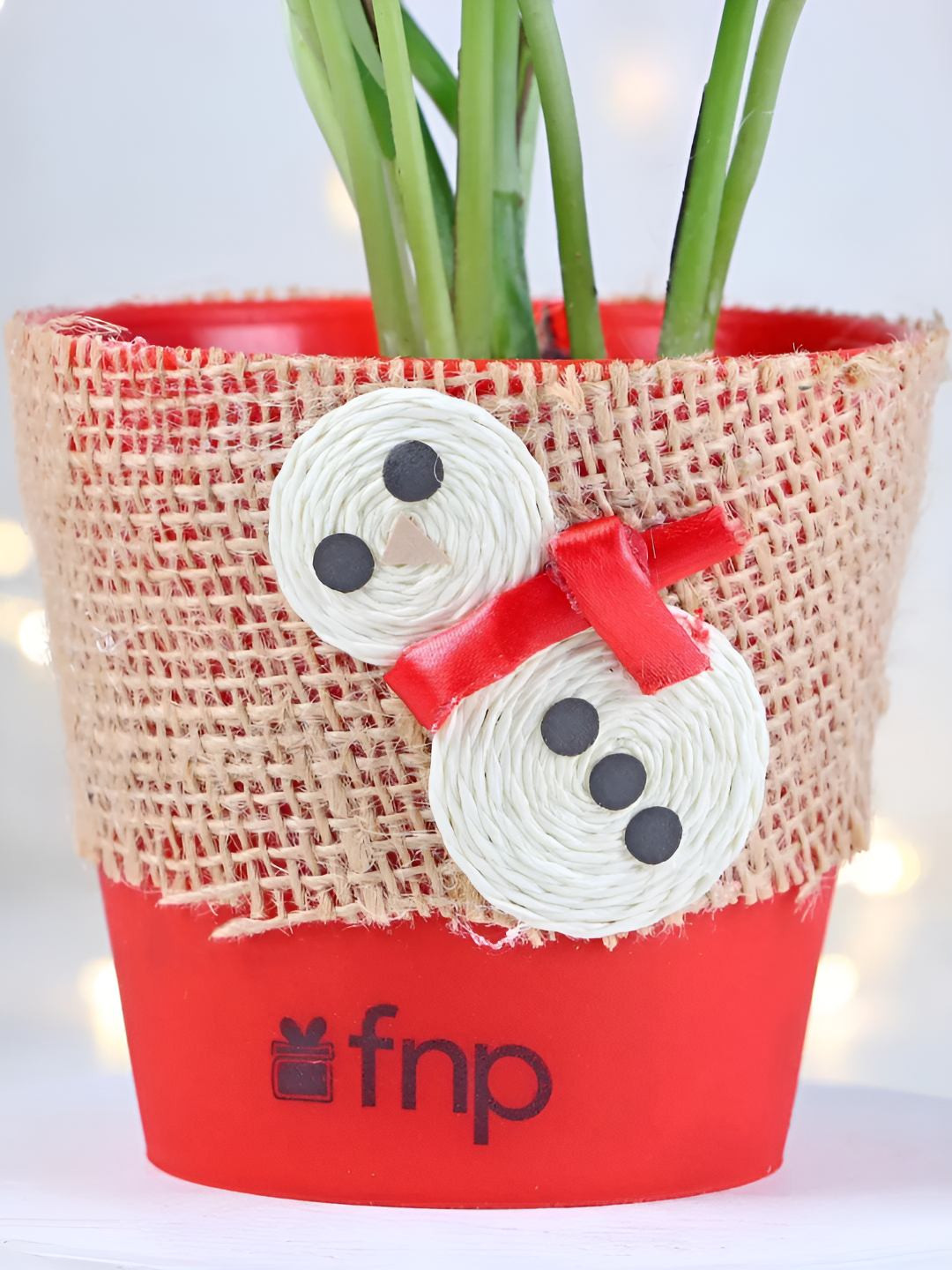 fnp Green & Red Money Plant With Pot- 5 inches