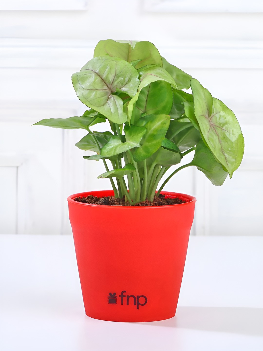 fnp Green Syngonium Indoor Plant With Pot - 5 Inches