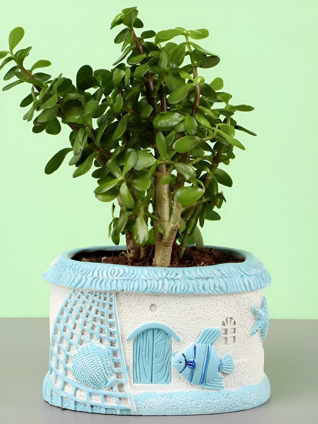 fnp Green & Blue Indoor Jade Plant With Pot 5 Inch