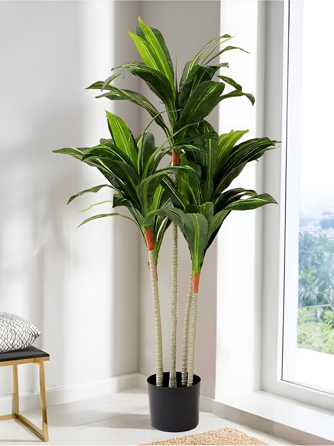 The Better Home Green Corn Plant With Pot