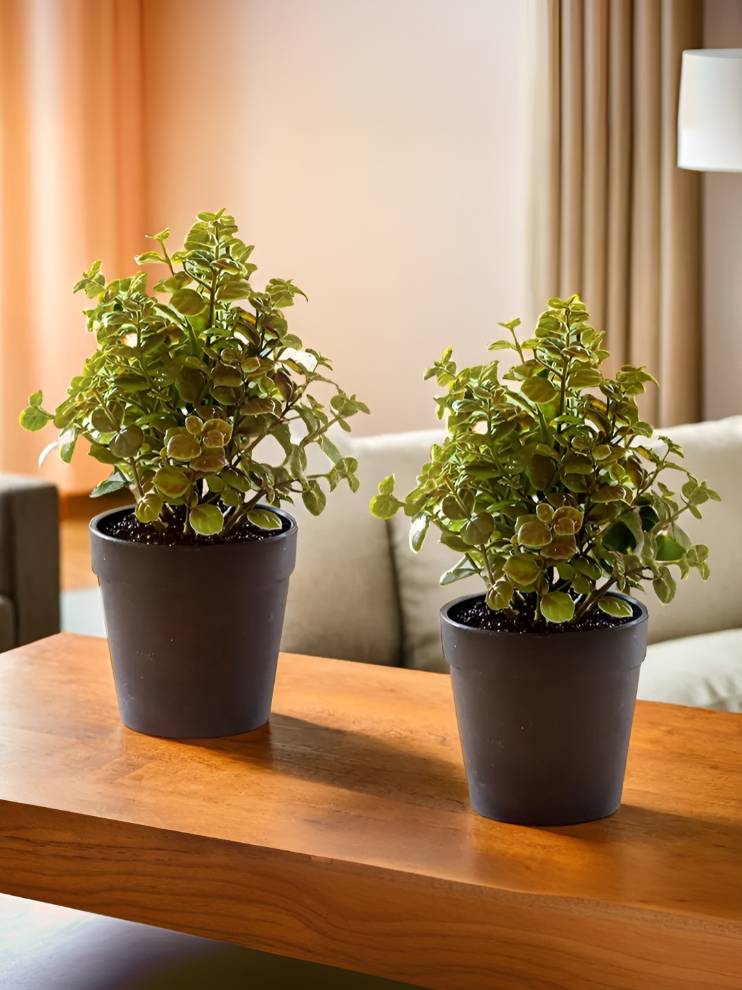 The Better Home Green 2 Pieces Grass With Pot