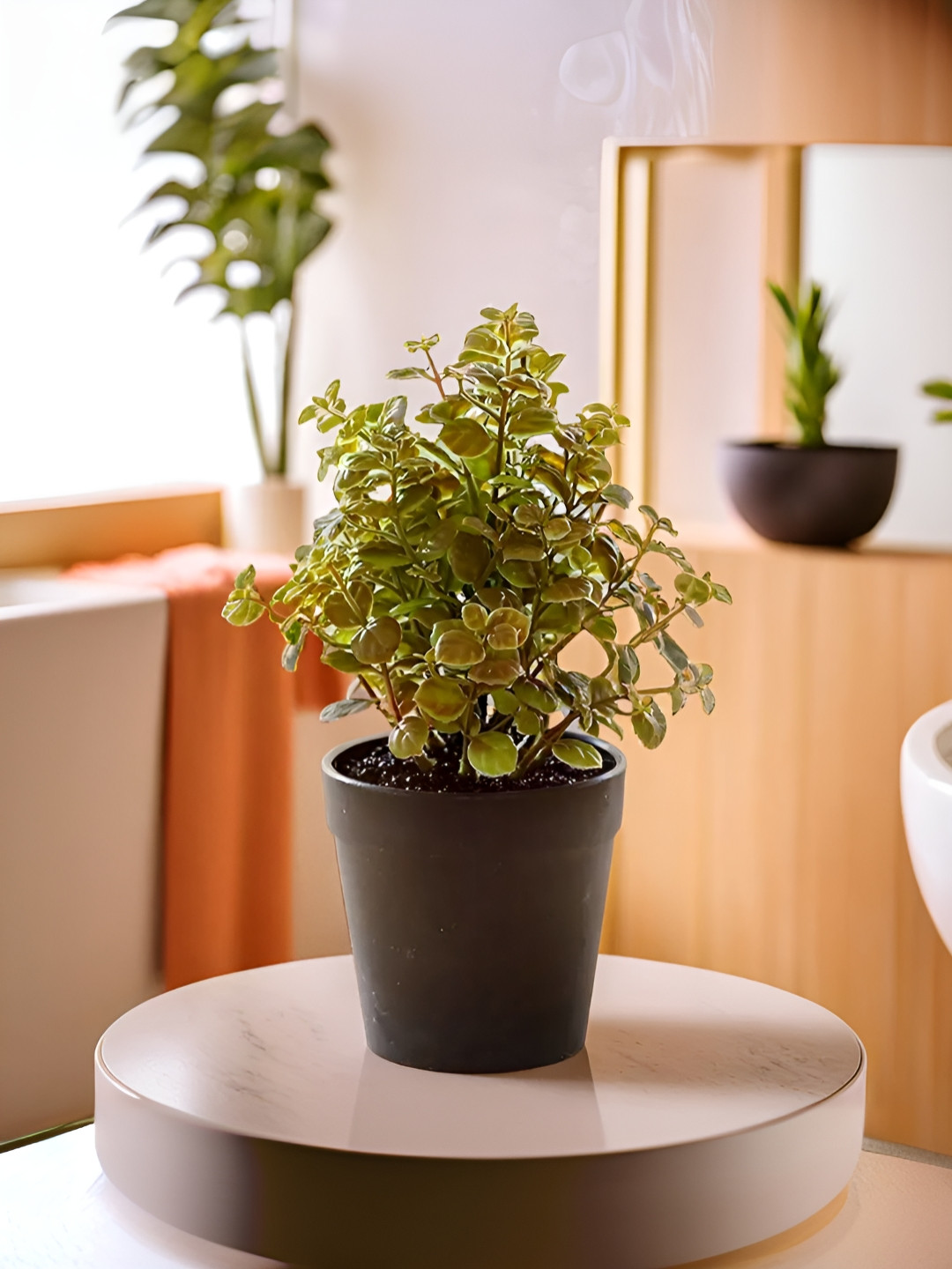 The Better Home Green & Black Artificial Plant With Pot