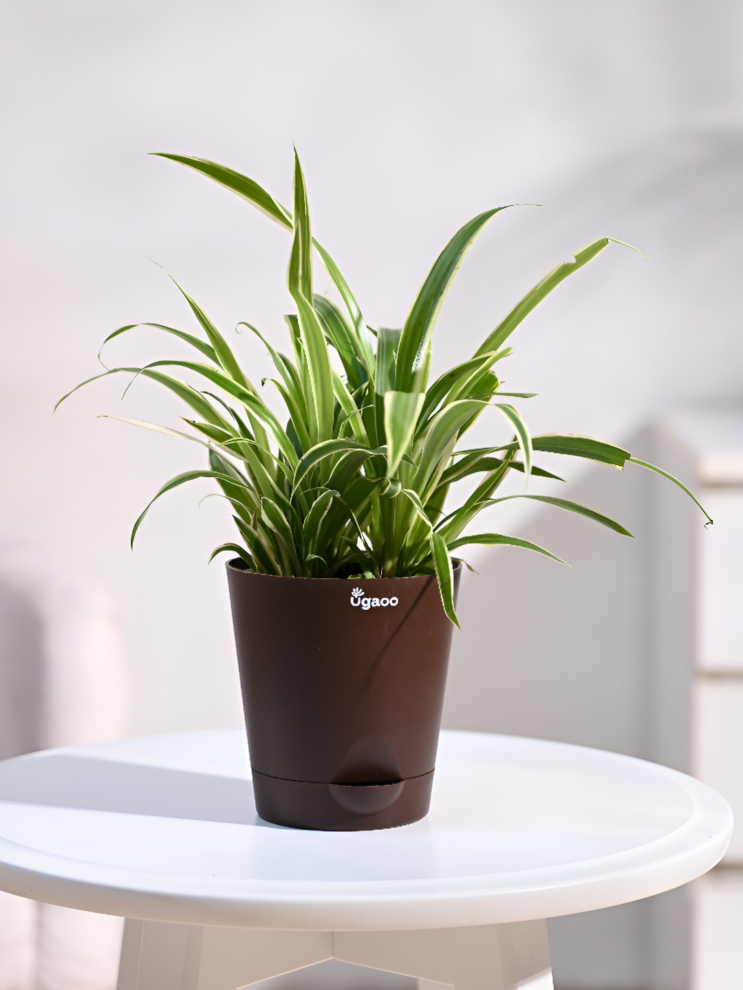 UGAOO Yellow & Green Indoor Chlorophytum Spider Live Plant With Pot