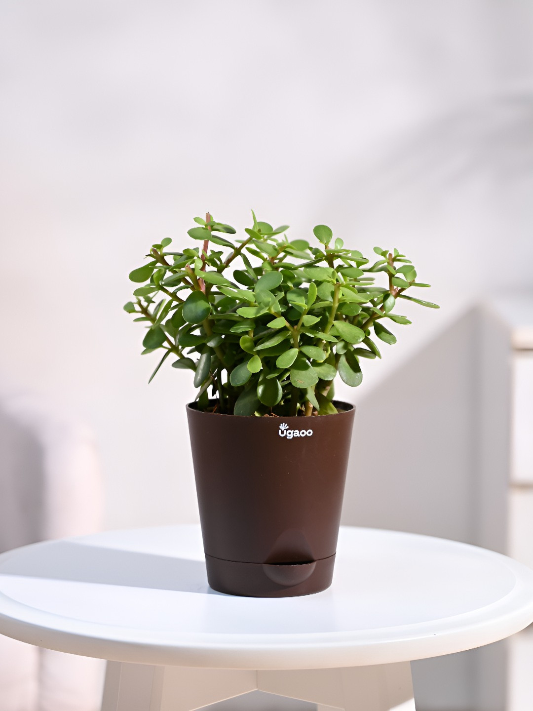 UGAOO Yellow & Green Indoor Jade Plant with Pot- 4 inches