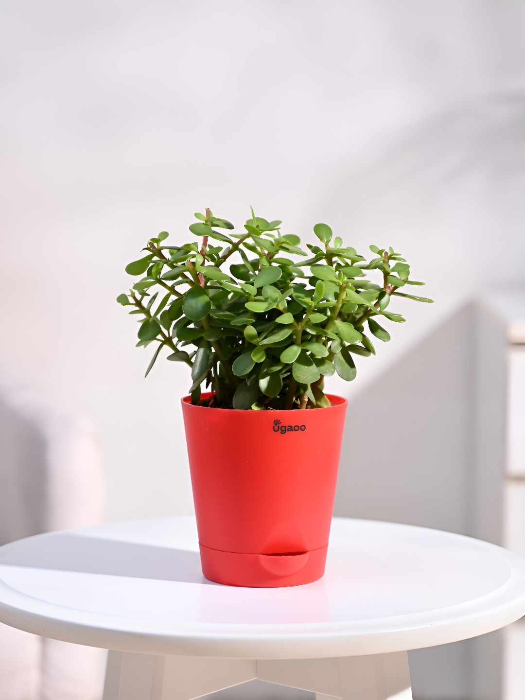 UGAOO Green & Red Indoor Jade Plant Mini Live Plant With Pot - 4 Inch