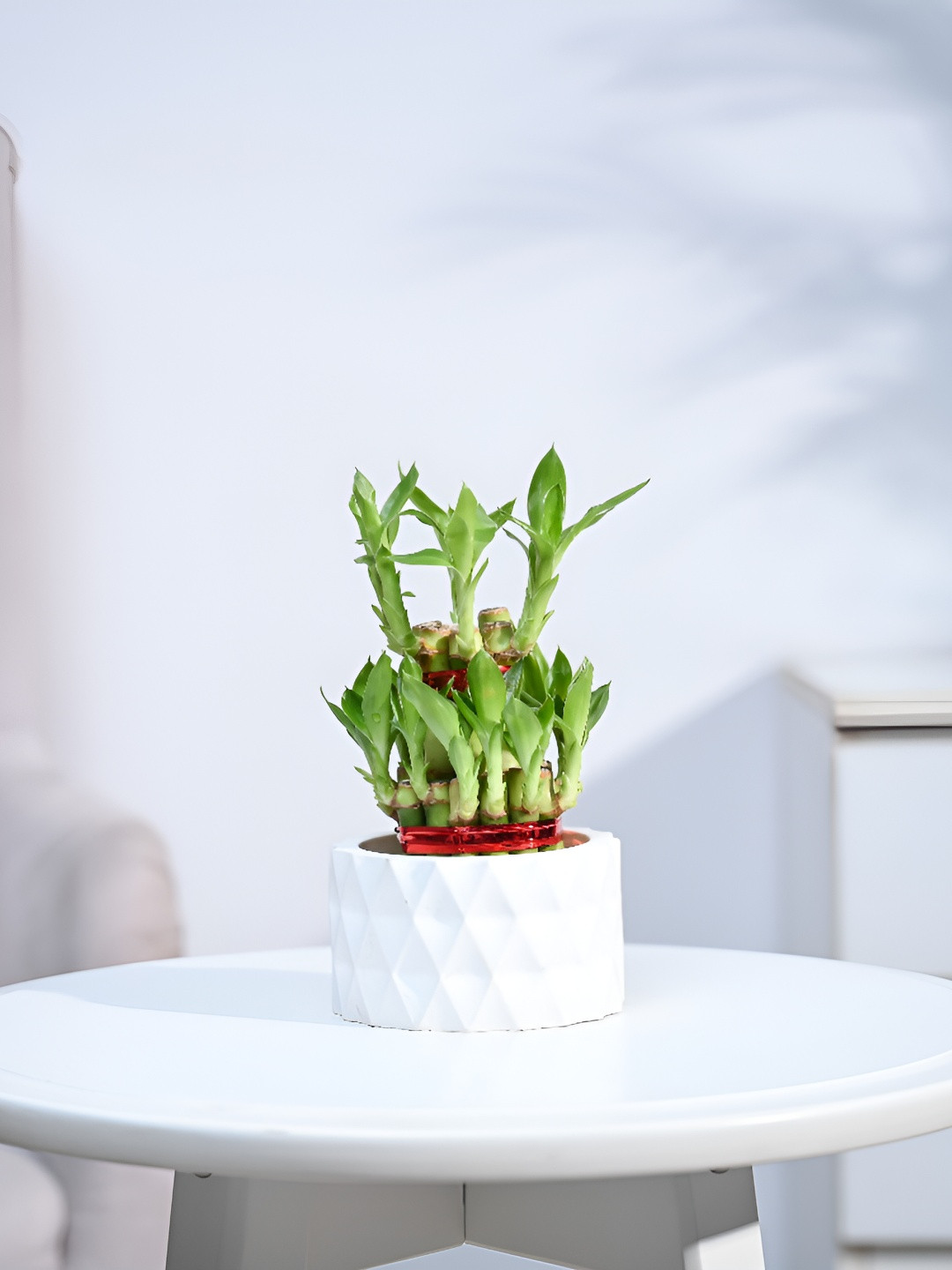UGAOO White & Green Bamboo Indoor Live Plant