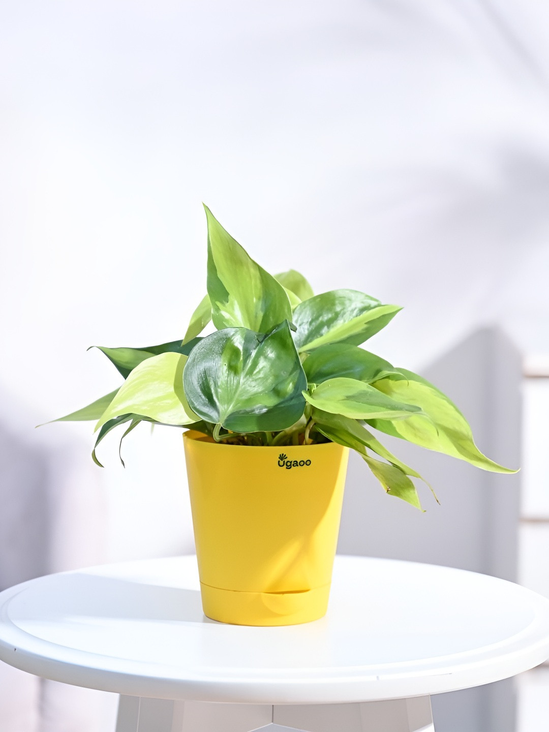 UGAOO Green & White Indoor Philodendron Brasil Live Plant With Pot - 3.5 Inch